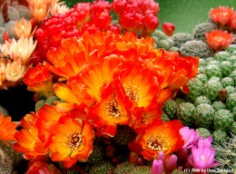 Sulcorebutia tarabucoensis HS126